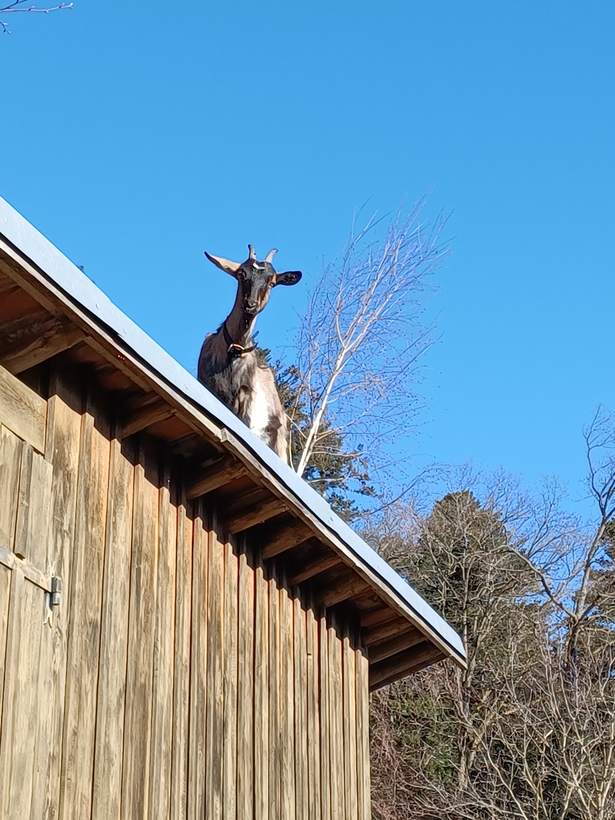 Une chèvre perchée sur le toit du cabanon