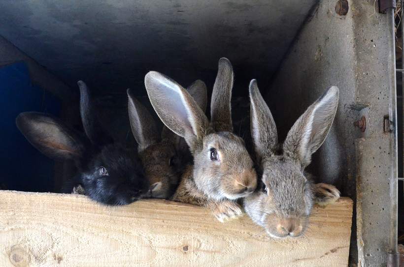 Les lapins réunis dans leur abri