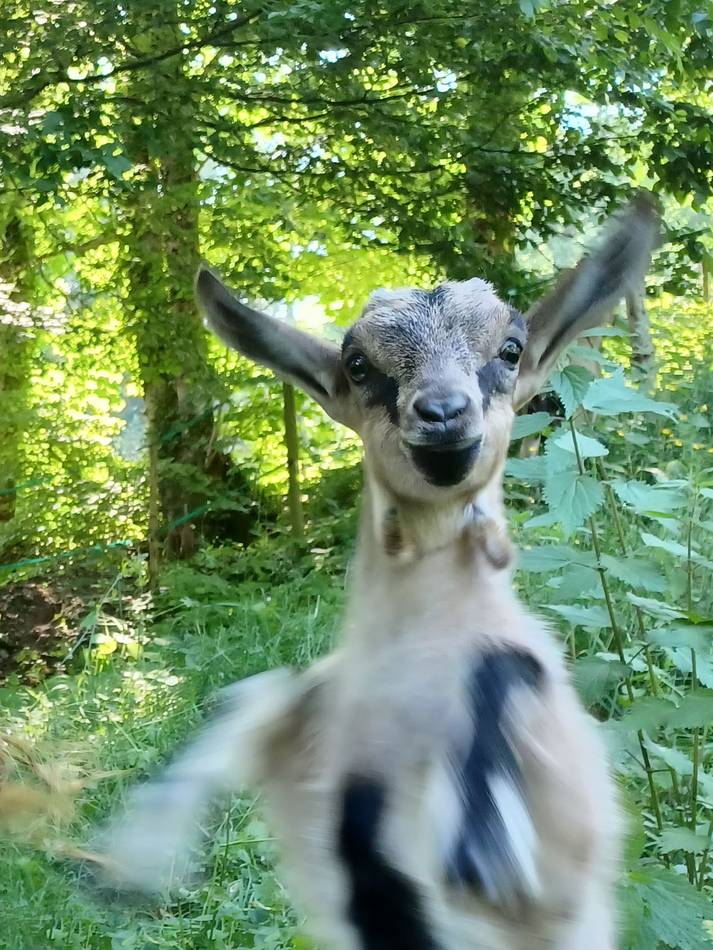 Un chevreau curieux s’approche, oreilles dressées