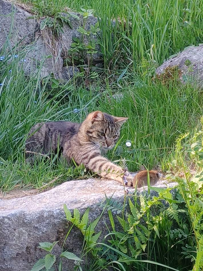 Le chat de la ferme à l’affût dans l’herbe