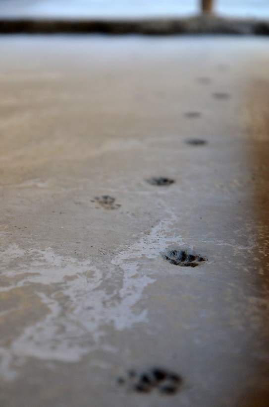 Empreintes de pattes du chat dans la chape